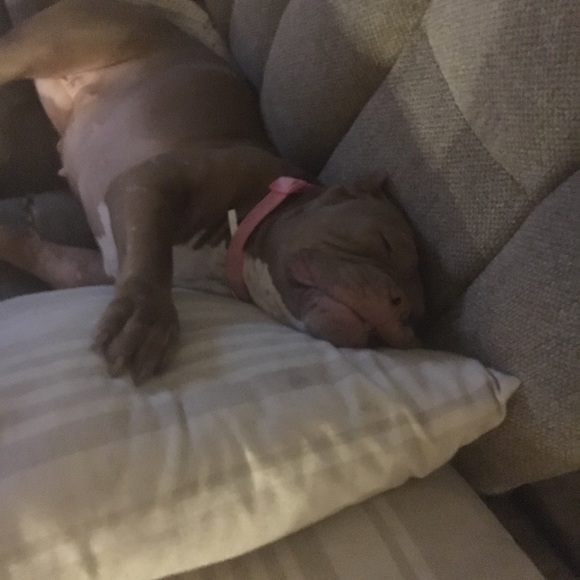 Meet your Posher, Isabella - Picture 1 of 1